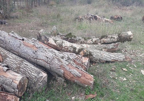 قاچاق چوب، درختان بی گناهی که زیر تیغ می روند