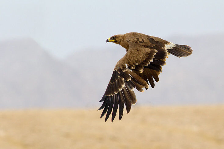 یک بهله عقاب صحرایی در نظرآباد آزاد شد