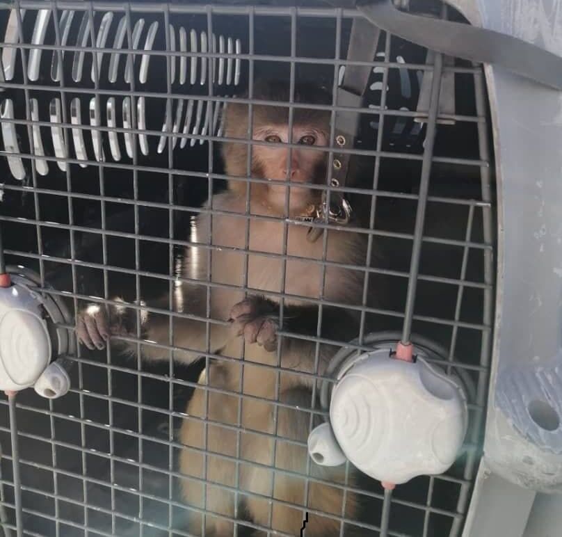 انتقال میمون دردسرساز به مرکز نگهداری حیوانات البرز