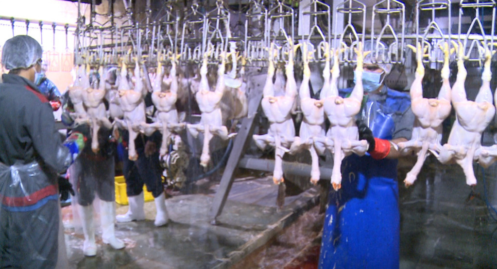 تلاش بدون تعطیلی برای تامین مرغ در کشتارگاههای استان البرز